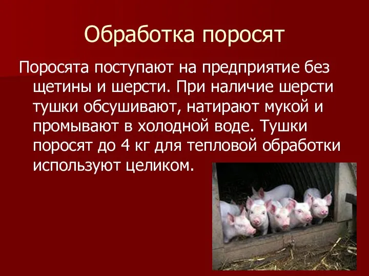 Обработка поросят Поросята поступают на предприятие без щетины и шерсти.