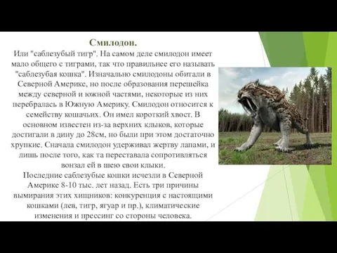 Смилодон. Или ''саблезубый тигр''. На самом деле смилодон имеет мало общего с тиграми,