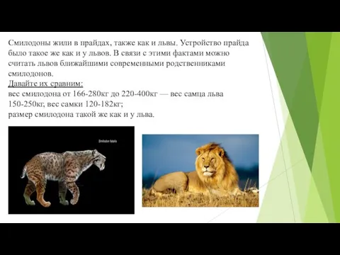 Смилодоны жили в прайдах, также как и львы. Устройство прайда