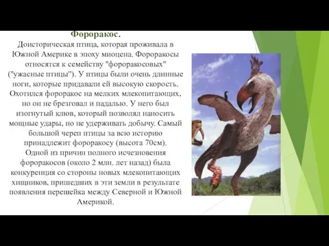 Фороракос. Доисторическая птица, которая проживала в Южной Америке в эпоху