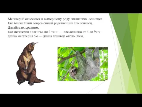 Мегатерий относится к вымершему роду гигантских ленивцев. Его ближайший современный