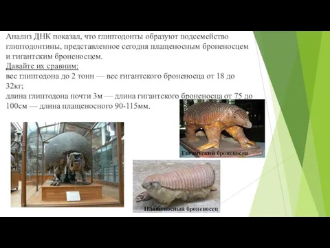 Анализ ДНК показал, что глиптодонты образуют подсемейство глиптодонтины, представленное сегодня плащеносным броненосцем и