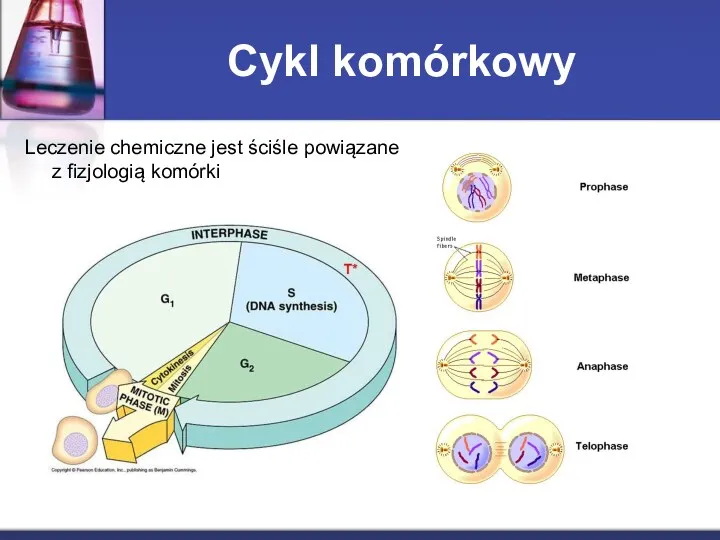 Cykl komórkowy Leczenie chemiczne jest ściśle powiązane z fizjologią komórki