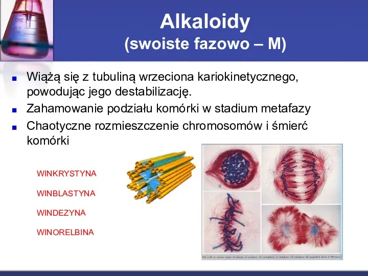 Alkaloidy (swoiste fazowo – M) Wiążą się z tubuliną wrzeciona