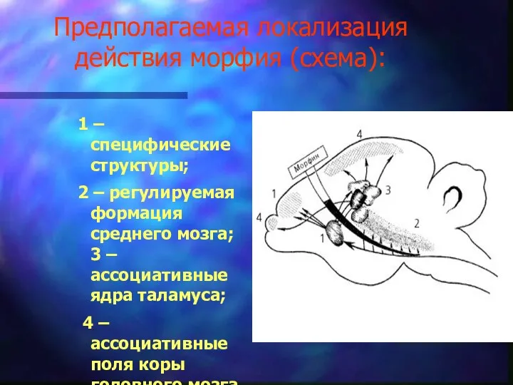 Предполагаемая локализация действия морфия (схема): 1 – специфические структуры; 2