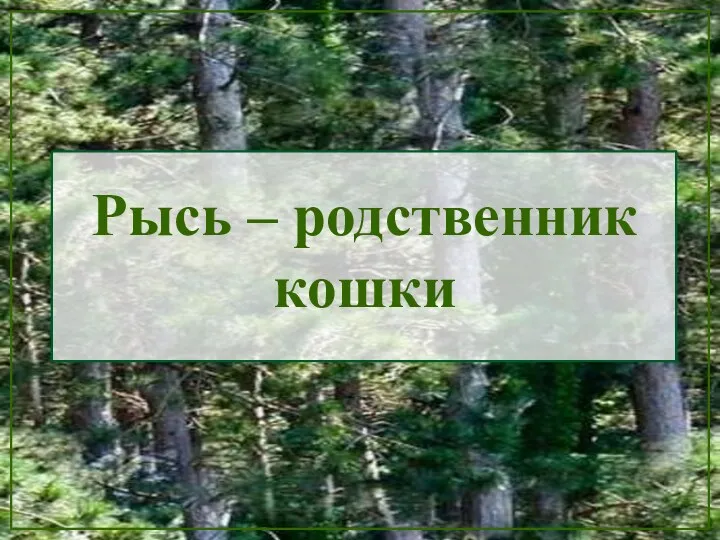 Рысь – родственник кошки