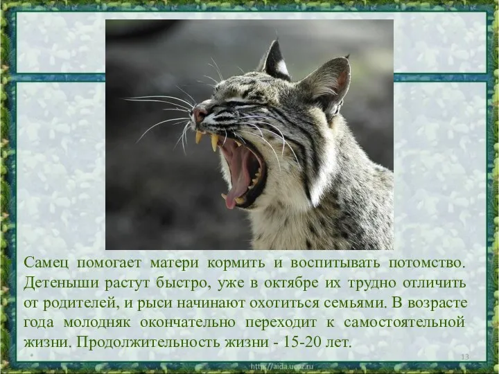 Самец помогает матери кормить и воспитывать потомство. Детеныши растут быстро,