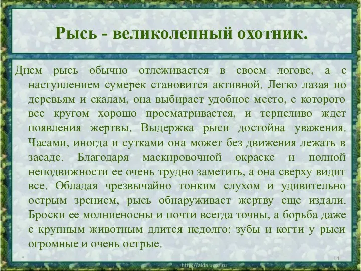 Рысь - великолепный охотник. Днем рысь обычно отлеживается в своем