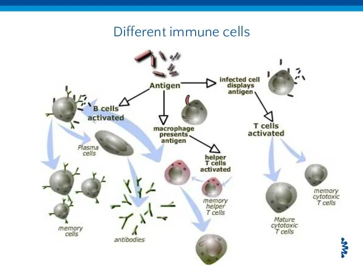 Different immune cells