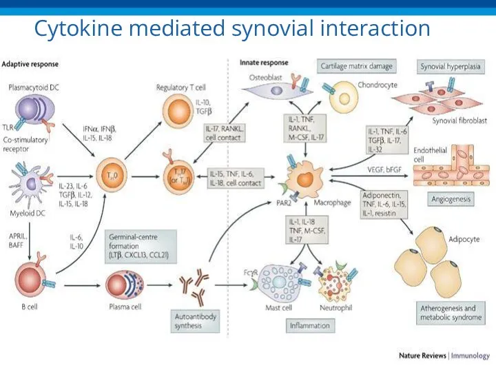 Cytokine mediated synovial interaction