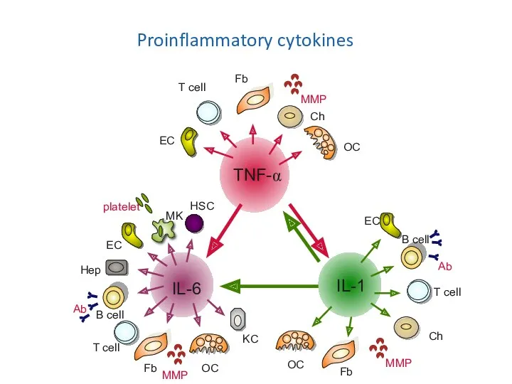 Mechanisms of action of biologicals TNF-α IL-1 IL-6 B cell T cell Hep