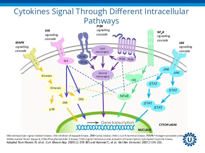 Cytokines Signal Through Different Intracellular Pathways CYTOPLASM NUCLEUS Kinases Kinases p38 JNK ERK