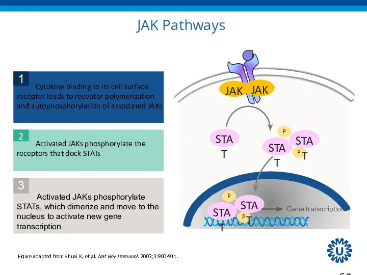 JAK Pathways JAK JAK STAT STAT STAT STAT STAT Figure adapted from Shuai