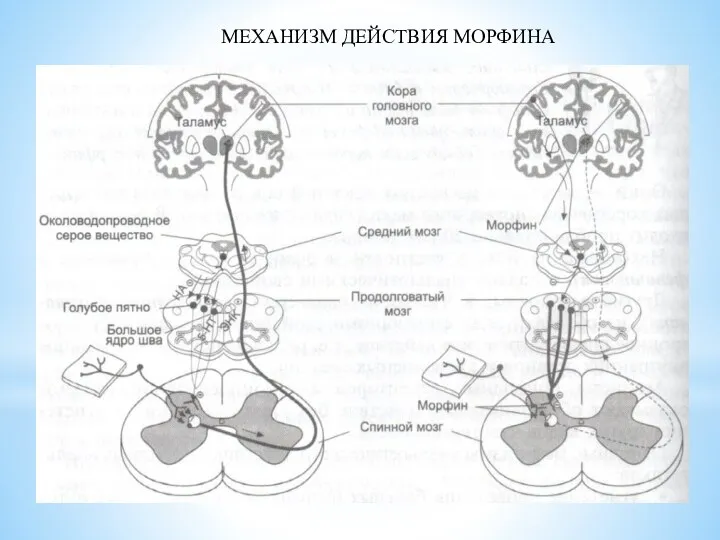 МЕХАНИЗМ ДЕЙСТВИЯ МОРФИНА