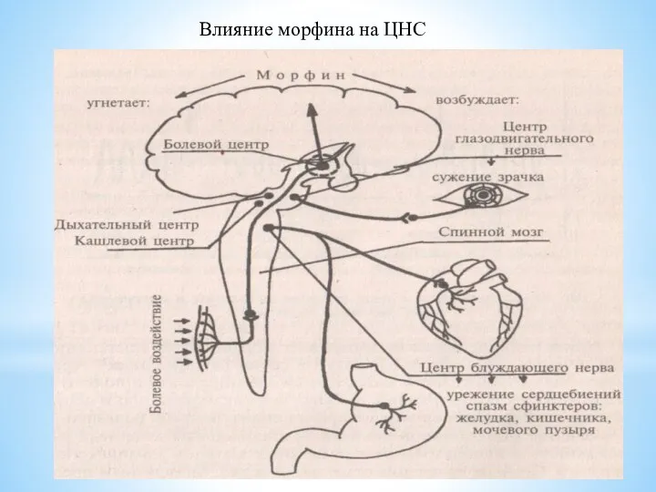 Влияние морфина на ЦНС