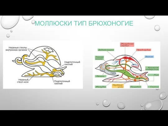 МОЛЛЮСКИ ТИП БРЮХОНОГИЕ