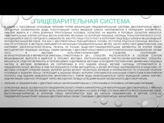 ПИЩЕВАРИТЕЛЬНАЯ СИСТЕМА В СВЯЗИ С ПАССИВНЫМ СПОСОБОМ ПИТАНИЯ ПУТЁМ ФИЛЬТРАЦИИ