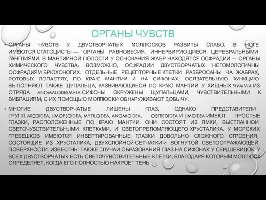 ОРГАНЫ ЧУВСТВ ОРГАНЫ ЧУВСТВ У ДВУСТВОРЧАТЫХ МОЛЛЮСКОВ РАЗВИТЫ СЛАБО. В