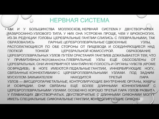 НЕРВНАЯ СИСТЕМА КАК И У БОЛЬШИНСТВА МОЛЛЮСКОВ, НЕРВНАЯ СИСТЕМА У