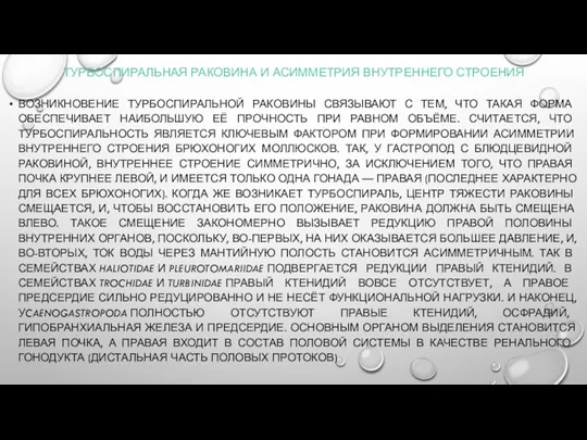 ТУРБОСПИРАЛЬНАЯ РАКОВИНА И АСИММЕТРИЯ ВНУТРЕННЕГО СТРОЕНИЯ ВОЗНИКНОВЕНИЕ ТУРБОСПИРАЛЬНОЙ РАКОВИНЫ СВЯЗЫВАЮТ