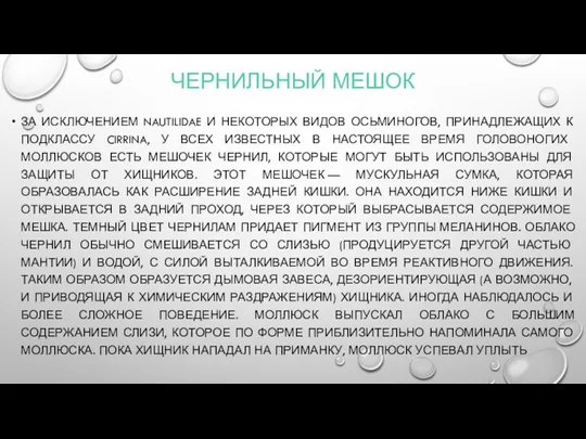 ЧЕРНИЛЬНЫЙ МЕШОК ЗА ИСКЛЮЧЕНИЕМ NAUTILIDAE И НЕКОТОРЫХ ВИДОВ ОСЬМИНОГОВ, ПРИНАДЛЕЖАЩИХ