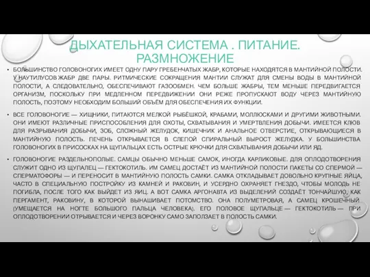 ДЫХАТЕЛЬНАЯ СИСТЕМА . ПИТАНИЕ. РАЗМНОЖЕНИЕ БОЛЬШИНСТВО ГОЛОВОНОГИХ ИМЕЕТ ОДНУ ПАРУ