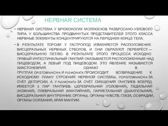 НЕРВНАЯ СИСТЕМА НЕРВНАЯ СИСТЕМА У БРЮХОНОГИХ МОЛЛЮСКОВ РАЗБРОСАНО-УЗЛОВОГО ТИПА. У