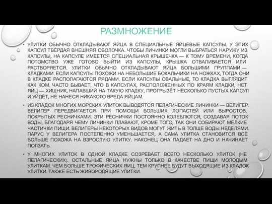 РАЗМНОЖЕНИЕ УЛИТКИ ОБЫЧНО ОТКЛАДЫВАЮТ ЯЙЦА В СПЕЦИАЛЬНЫЕ ЯЙЦЕВЫЕ КАПСУЛЫ. У