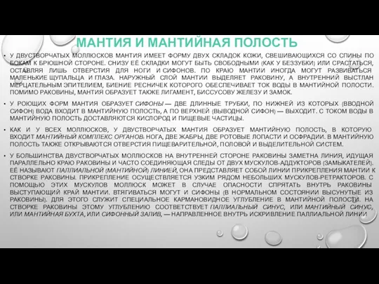 МАНТИЯ И МАНТИЙНАЯ ПОЛОСТЬ У ДВУСТВОРЧАТЫХ МОЛЛЮСКОВ МАНТИЯ ИМЕЕТ ФОРМУ