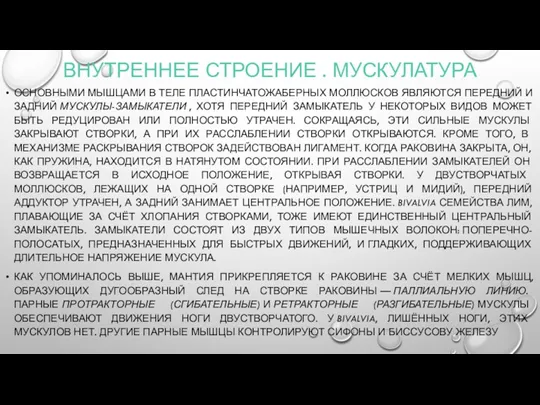 ВНУТРЕННЕЕ СТРОЕНИЕ . МУСКУЛАТУРА ОСНОВНЫМИ МЫШЦАМИ В ТЕЛЕ ПЛАСТИНЧАТОЖАБЕРНЫХ МОЛЛЮСКОВ