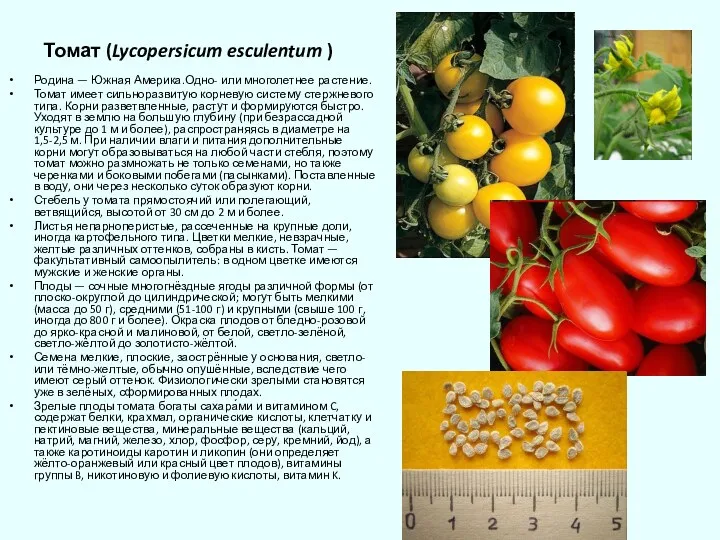 Томат (Lycopersicum esculentum ) Родина — Южная Америка.Одно- или многолетнее