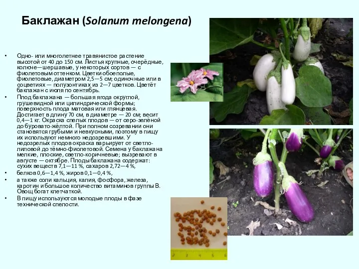 Баклажан (Solanum melongena) Одно- или многолетнее травянистое растение высотой от