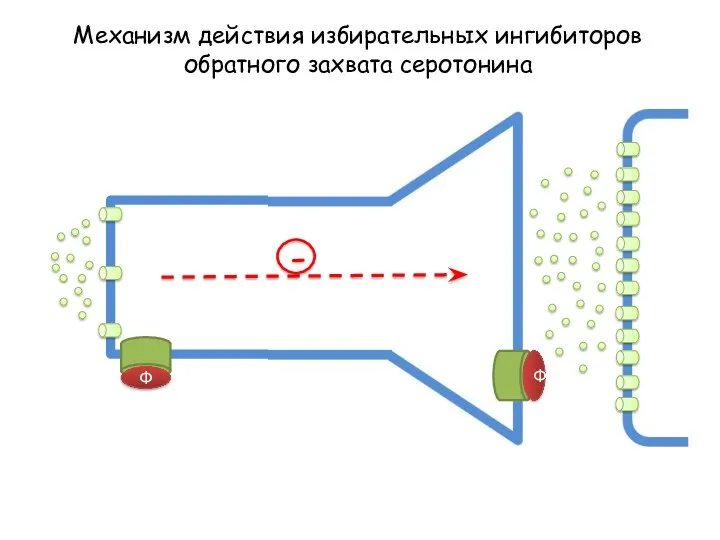 Механизм действия избирательных ингибиторов обратного захвата серотонина - Ф Ф