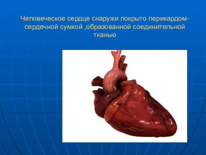 Человеческое сердце снаружи покрыто перикардом-сердечной сумкой ,образованной соединительной тканью