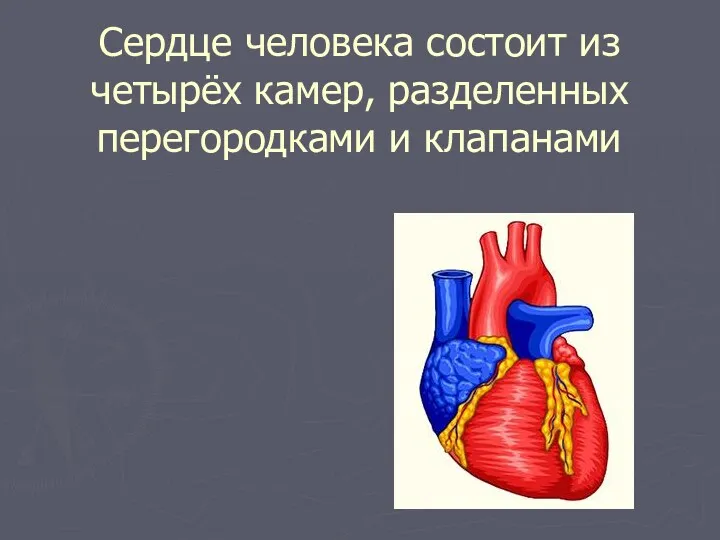 Сердце человека состоит из четырёх камер, разделенных перегородками и клапанами