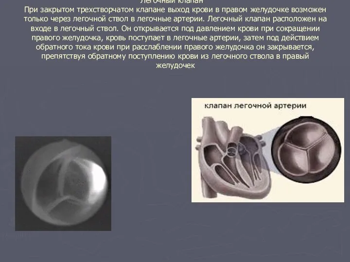 Легочный клапан При закрытом трехстворчатом клапане выход крови в правом