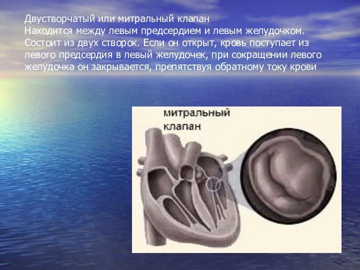 Двустворчатый или митральный клапан Находится между левым предсердием и левым