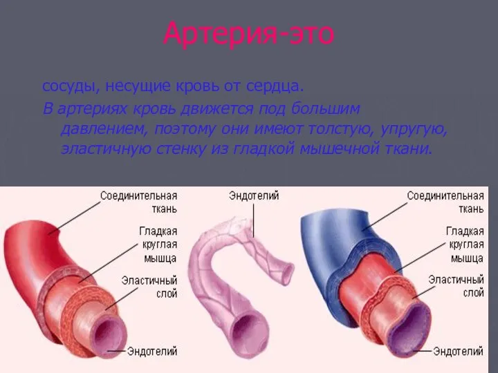 Артерия-это сосуды, несущие кровь от сердца. В артериях кровь движется