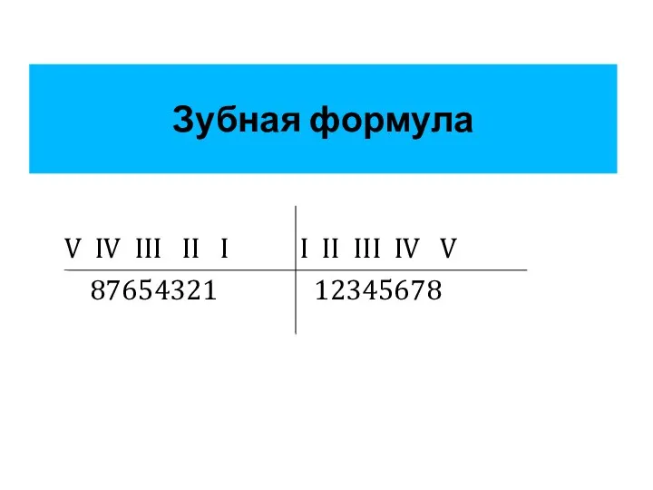 Зубная формула V IV III II I I II III IV V 87654321 12345678