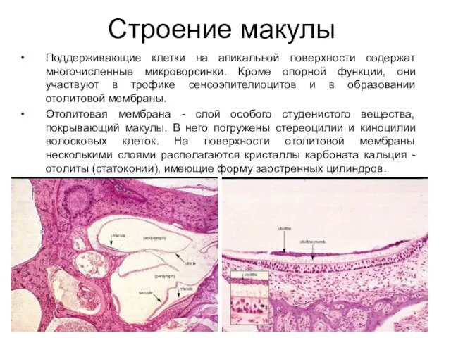 Строение макулы Поддерживающие клетки на апикальной поверхности содержат многочисленные микроворсинки.