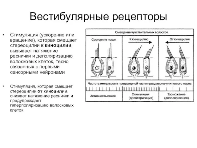 Вестибулярные рецепторы Стимуляция (ускорение или вращение), которая смещает стереоцилии к