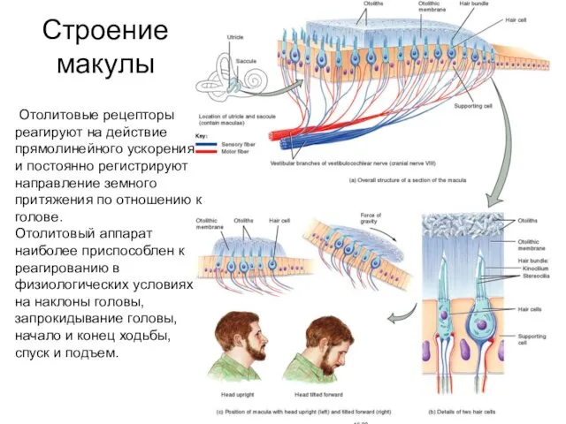 Строение макулы Отолитовые рецепторы реагируют на действие прямолинейного ускорения и