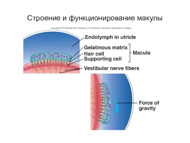 Строение и функционирование макулы