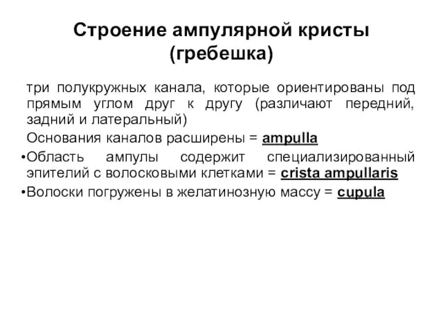 Строение ампулярной кристы (гребешка) три полукружных канала, которые ориентированы под