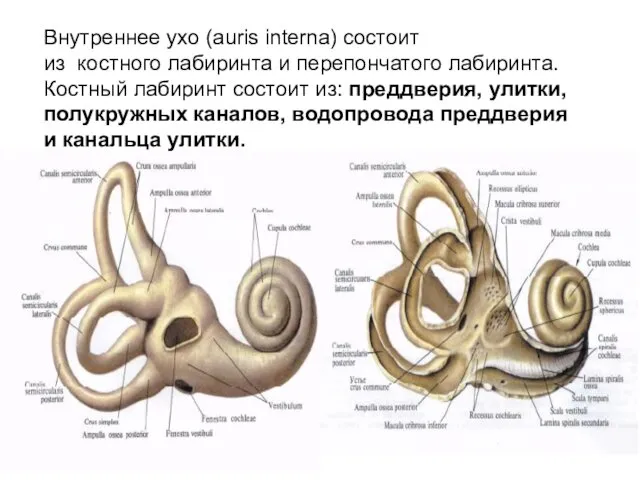 Внутреннее ухо (auris interna) состоит из костного лабиринта и перепончатого