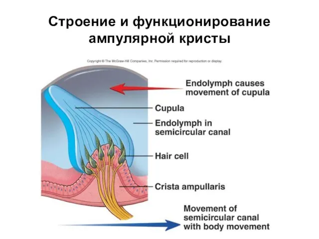 Строение и функционирование ампулярной кристы