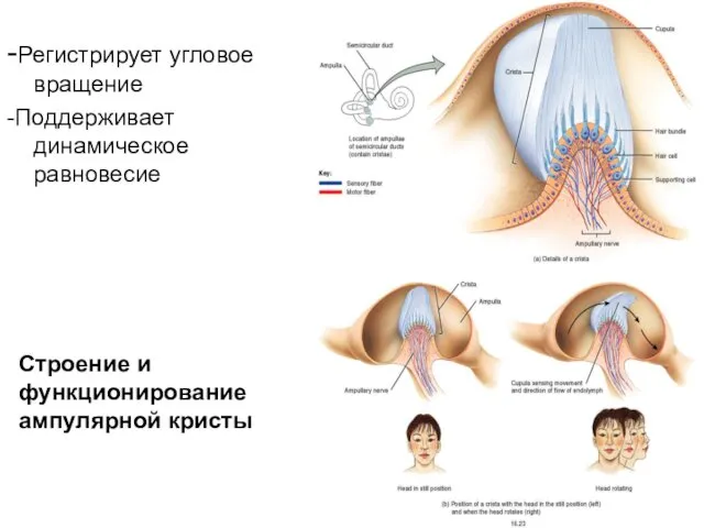 -Регистрирует угловое вращение -Поддерживает динамическое равновесие Строение и функционирование ампулярной кристы