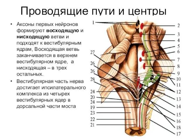 Проводящие пути и центры Аксоны первых нейронов формируют восходящую и