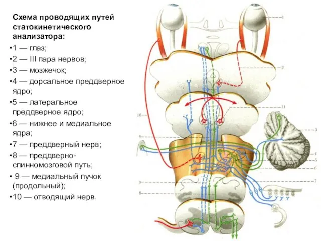 Схема проводящих путей статокинетического анализатора: 1 — глаз; 2 —
