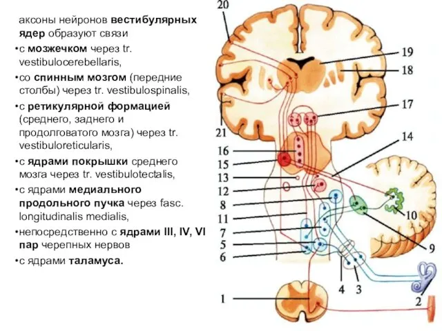 аксоны нейронов вестибулярных ядер образуют связи с мозжечком через tr.